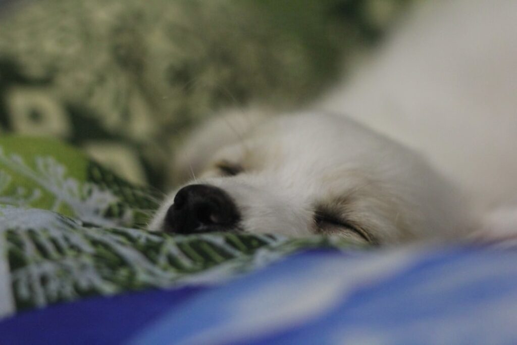 Photo Snoring Treatment Okc